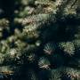 fir-tree-branch-with-needles-close-up.jpg
